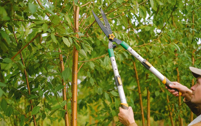 Tree trimming in Maquon, IL